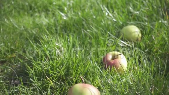 绿色的苹果慢慢地躺在草地上视频的预览图