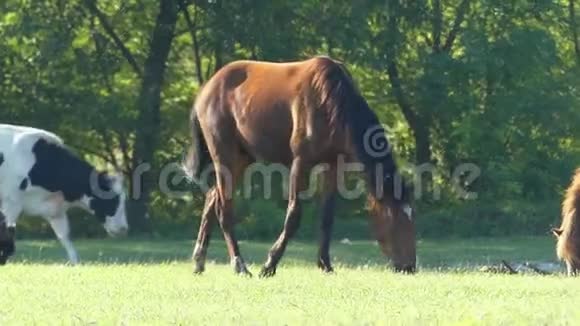 一匹马和一头牛在懒懒的草坪上吃青草视频的预览图