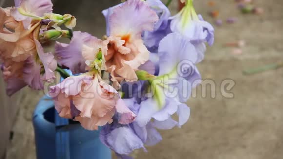 美丽的粉红色紫色和蓝色的鸢尾花盛开花束在室外的蓝色花园浇水罐里关门视频的预览图