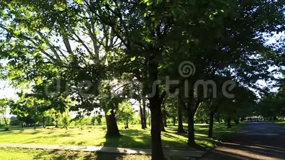 阳光透过公园的树木照耀视频的预览图