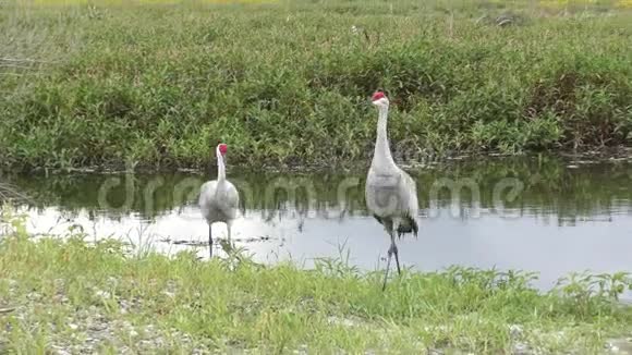 佛罗里达湿地的沙丘鹤视频的预览图