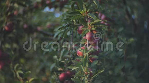树上满是李子树的果实随风摇曳视频的预览图