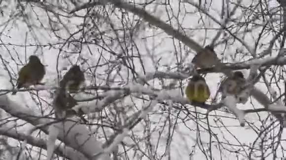 冬天鸟儿坐在树枝上视频的预览图