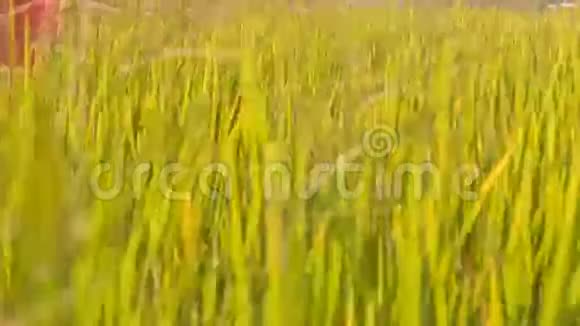 穿着长裙的女孩穿过稻田视频的预览图