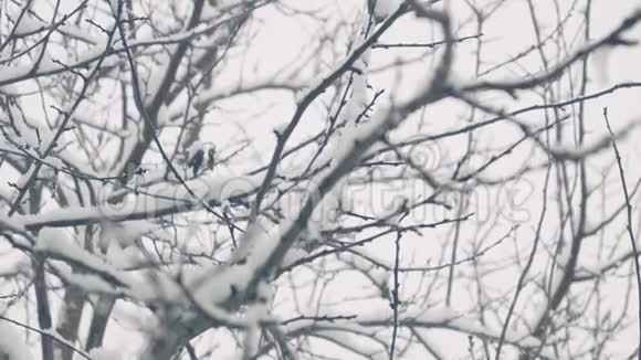 从窗户落在树上的雪冬天的花园视频的预览图