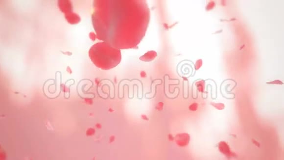 玫瑰花瓣落下视频的预览图