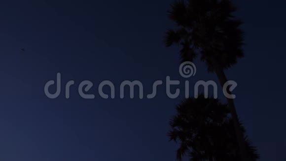 慢动作游客在棕榈树附近散步看天空中的鸟视频的预览图