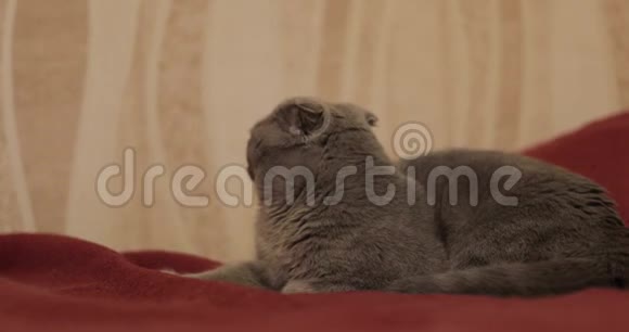英国短毛猫视频的预览图