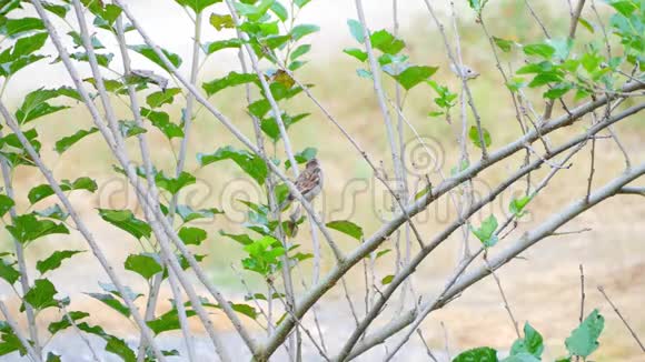 屋雀栖息在树枝上视频的预览图