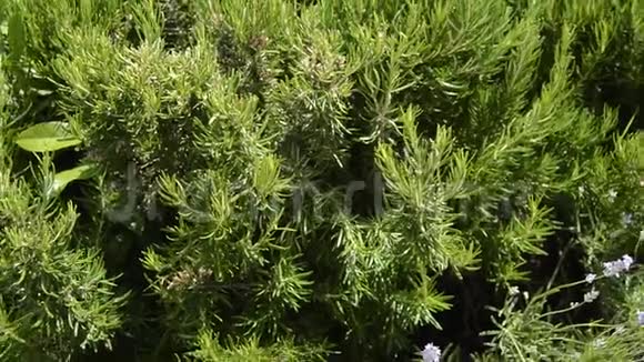 花园里多年生的绿色迷迭香草美味的香料视频的预览图