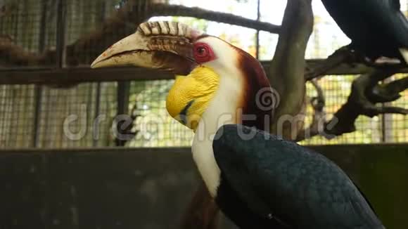 慢动作摄影师在动物园拍摄巨嘴鸟视频的预览图