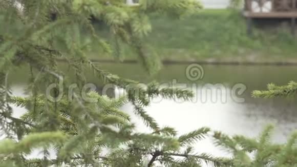 黑白天鹅在湖上游泳视频的预览图