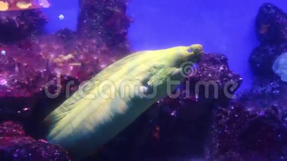 巨型莫雷艾尔水下视频的预览图