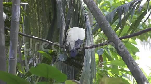 澳大利亚白头鸽在棕榈叶枝上栖息视频的预览图