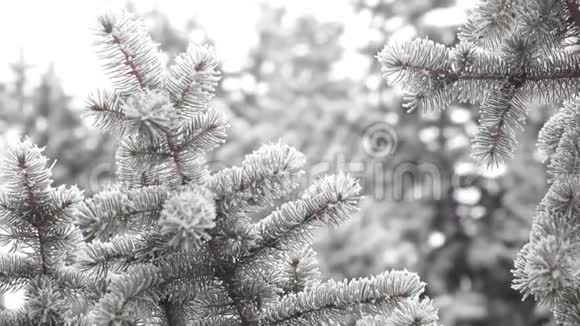 冬天的杉树森林有着白雪皑皑的圣诞树冬天的一天雪覆盖了杉树冬天的背景下雪了视频的预览图