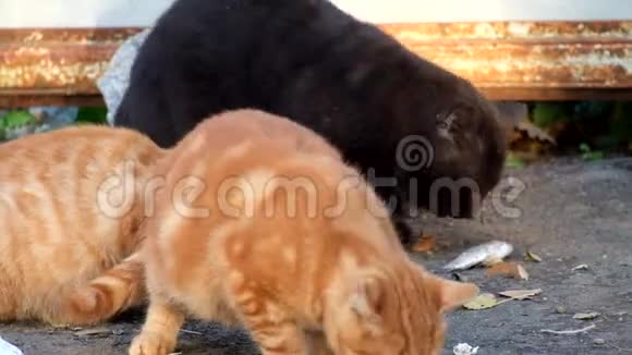 胖的双色黑猫吃鱼旁边是红毛猫视频的预览图