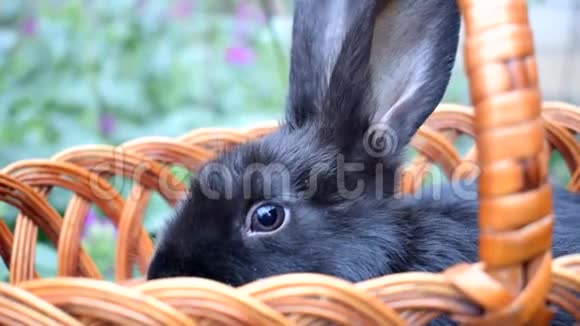 可爱的小黑兔坐在篮子里视频的预览图