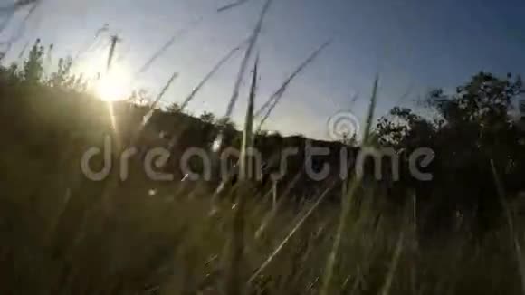 夕阳下高高的草地视频的预览图