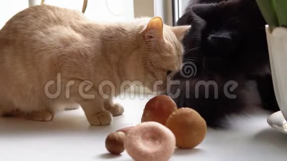 桃猫玩吃白菇视频的预览图