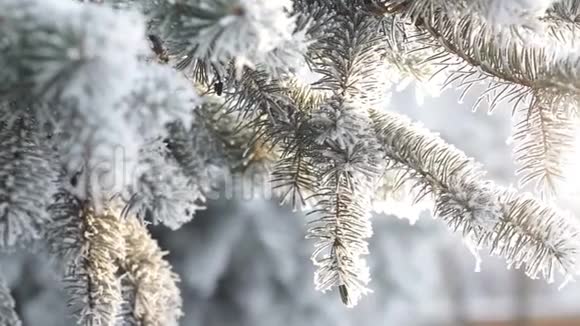 冬天的杉树森林有着白雪皑皑的圣诞树冬天的一天雪覆盖了杉树冬天的背景下雪了视频的预览图