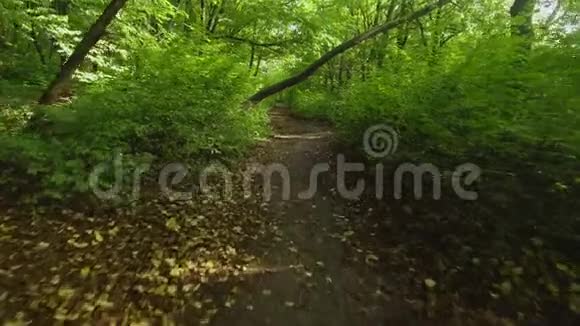 夏天在森林中的一棵树上空中低飞空中镜头视频的预览图