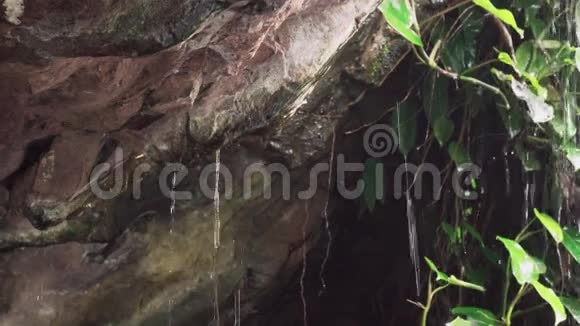 洞穴里的滴水视频的预览图