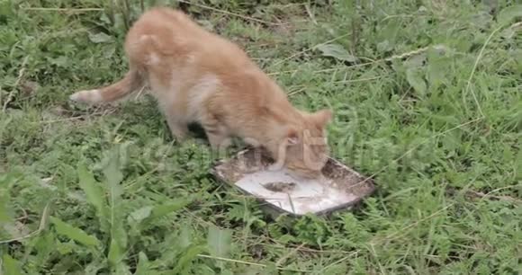 红发猫吃视频的预览图