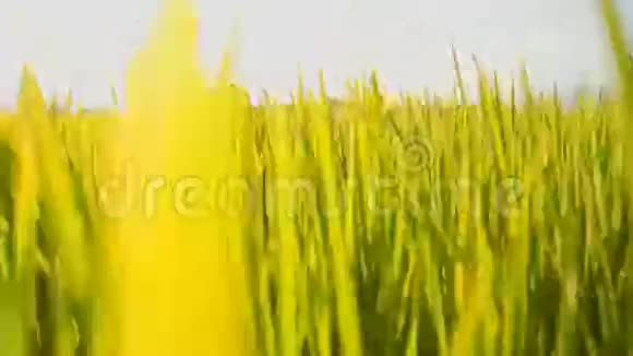 绿稻田中的嘉兰小队金发女郎视频的预览图
