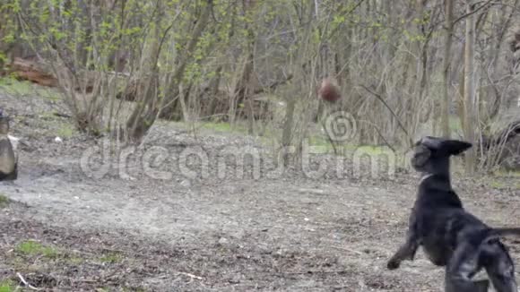 猎狗在公园里奔跑拿球视频的预览图
