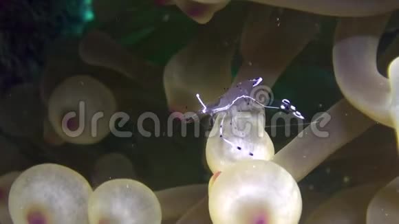 在红海水下的海葵中的虾清洗器特写视频的预览图