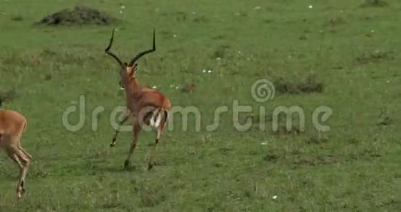 Impalaamelampus女性男性肯尼亚马赛马拉公园视频的预览图