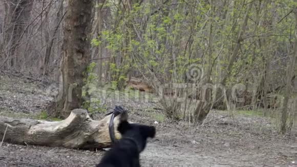 猎狗在公园里奔跑拿球视频的预览图