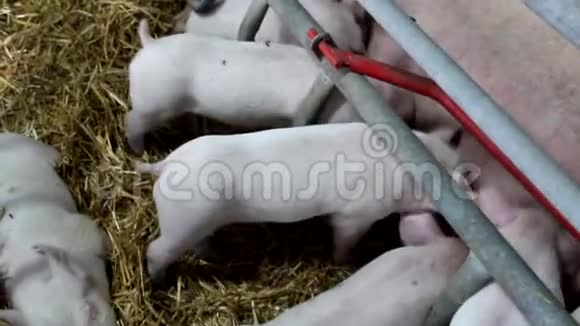 许多小猪是母猪的饲料视频的预览图