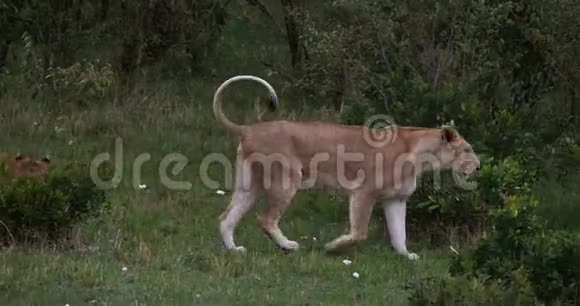 非洲狮子潘特拉里奥小组站在灌木丛马赛马拉公园在肯尼亚视频的预览图