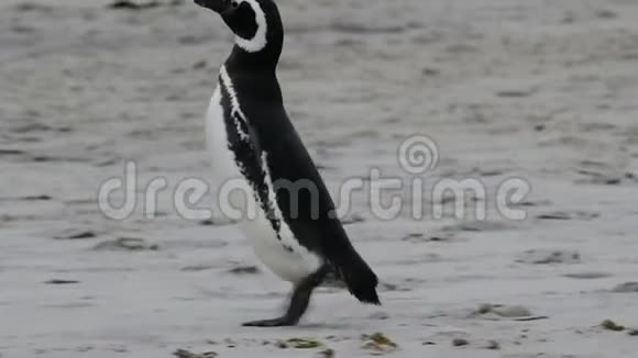 福克兰群岛的麦哲伦企鹅视频的预览图