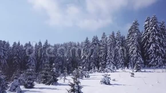 冬林在晴天雪花飘落空中景观视频的预览图