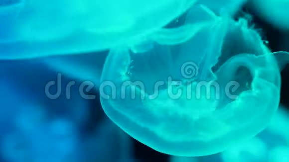 水母在水族馆的水中旋转视频的预览图