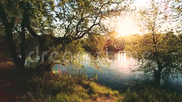 春天日落或日出时阳光透过河边或湖边的树枝和树叶阳光明媚的夏季景观视频的预览图