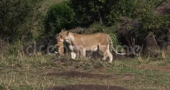 非洲狮子潘特拉里奥母亲带着幼崽在它的嘴马赛马拉公园在肯尼亚视频的预览图
