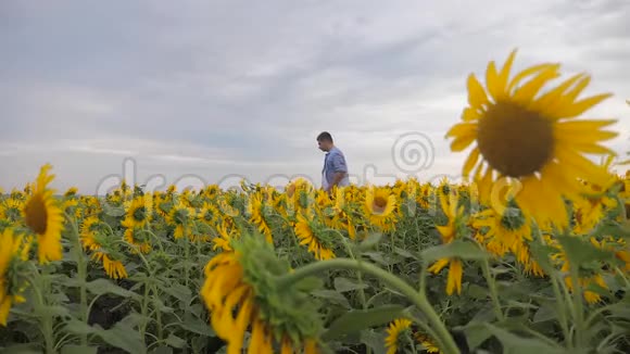 资深农民在田间慢动作视频中查看向日葵作物站在田野里的农夫视频的预览图