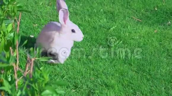 兔子在户外的草坪上奔跑视频的预览图