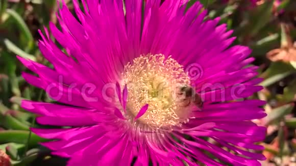 蜜蜂落在粉红色的花朵上覆盖着花粉近距离拍摄视频的预览图