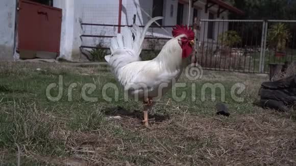 白公鸡带着鸡在农家院动物们在农家院里徜徉视频的预览图