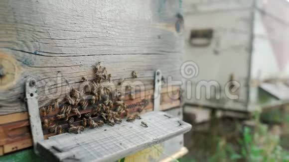 在木蜂窝背景上的蜜蜂视频的预览图