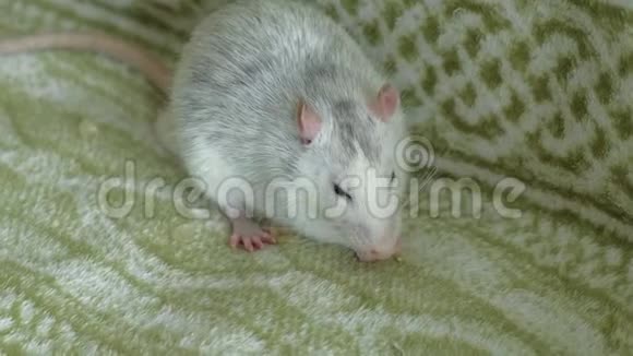 灰色老鼠在沙发上吃食物宠物视频的预览图