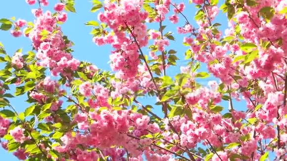 粉色樱花的特写视频的预览图