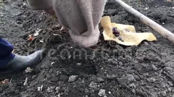 老妇人在花园的地上种豆子把种子放在地上视频的预览图