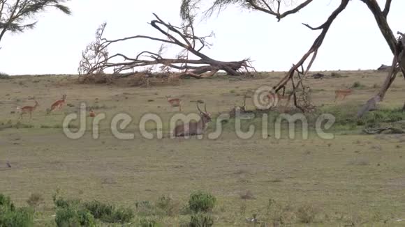 罕见的大型非洲羚羊水鸭躺在草地上休息视频的预览图