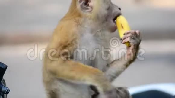 在泰国一只野生猴子用香蕉吃一棵倒下的树视频的预览图