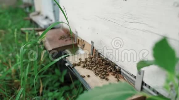 在木蜂窝背景上的蜜蜂视频的预览图